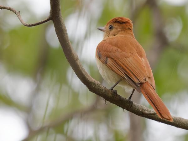 Rosse casiornis (Casiornis rufus)